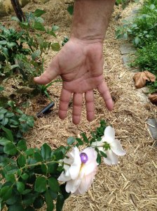 Easter egg hunt closeup