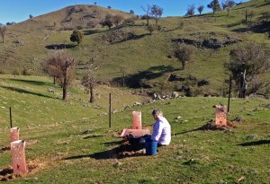 Georgia planting 2013 cattleyard area