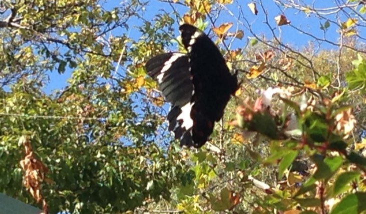 Papilio Aegeus in flight
