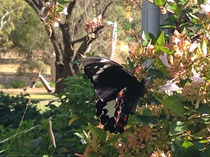 Spectacular markings above and below Papilio Aegeus