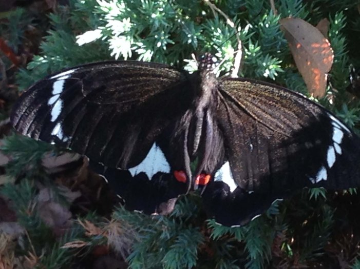 Sunning itself with open wings Papilio Aegeus