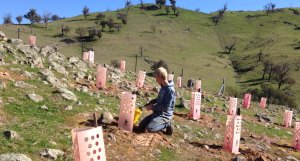 Trent planting 2013 at cattleyard area