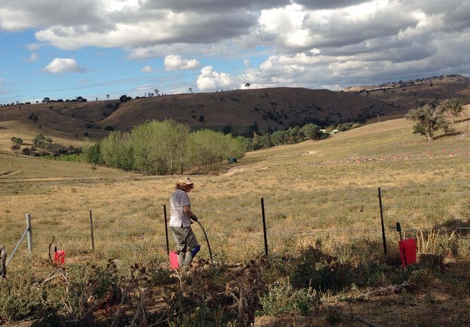 Tricia watering trees