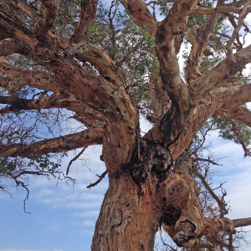 Valley tree to be protected