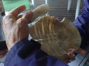 shell edge locking onto rib spines