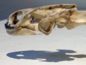 turtle skull from side with shadow