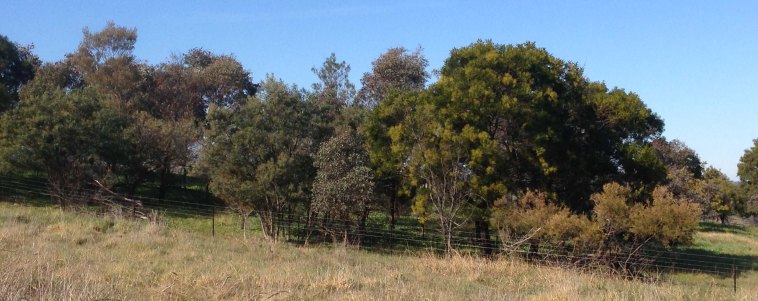 Dog Trap Road plantings