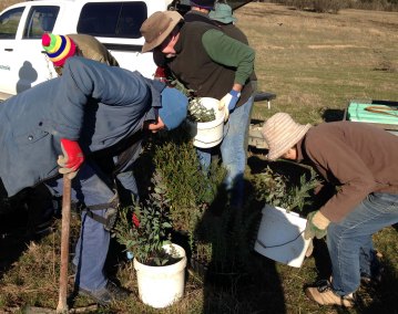 loading up with trees