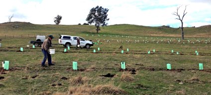 watering with buckets