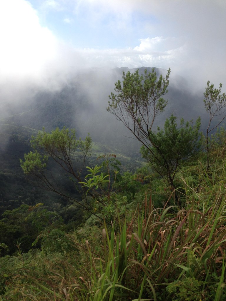 Cloud forest Serra Bonita