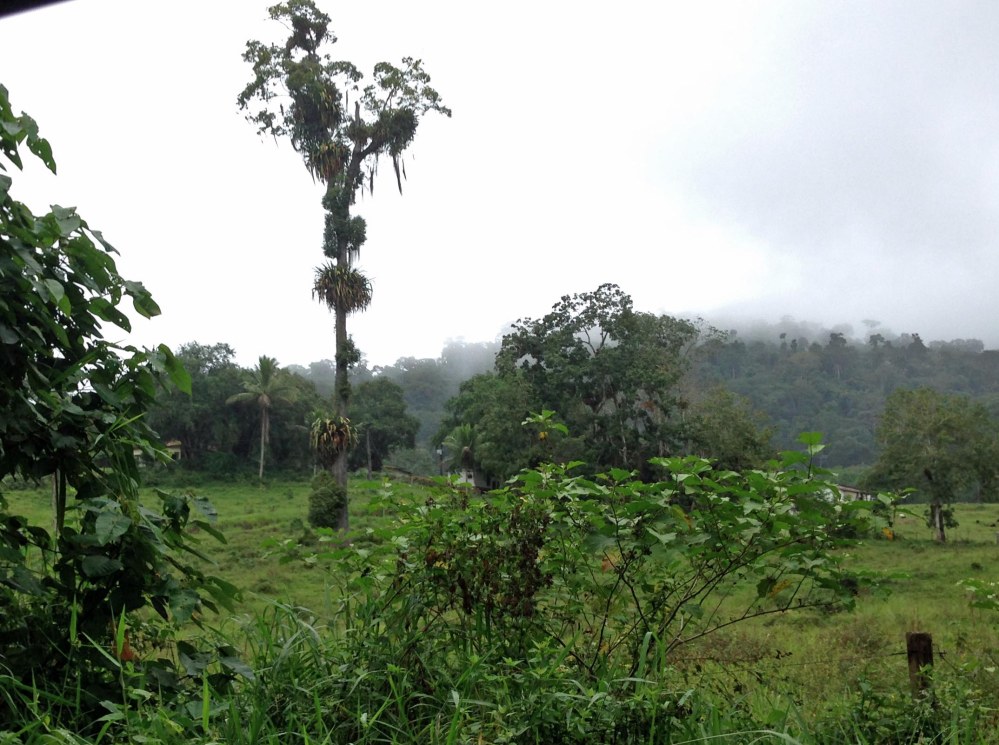 Remnant rainforest giant after clearing for cattle