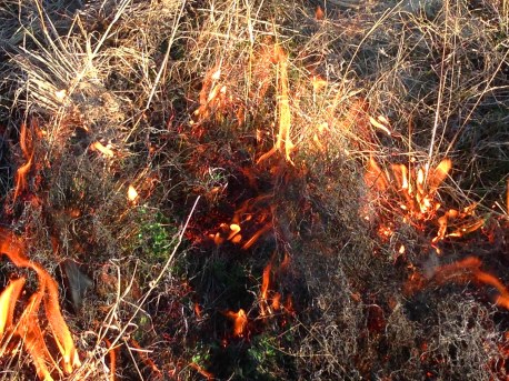 African Lovegrass burning