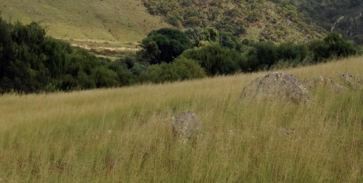 Bredbo African lovegrass to top of hills