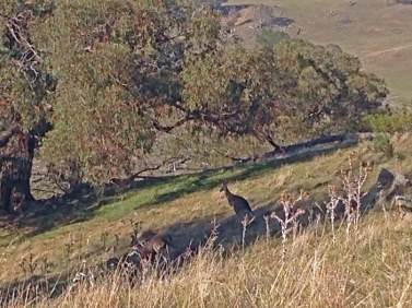 kangaroos Box gum hill