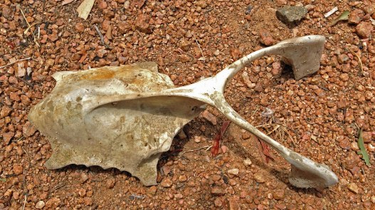 Pelican breastbone 1