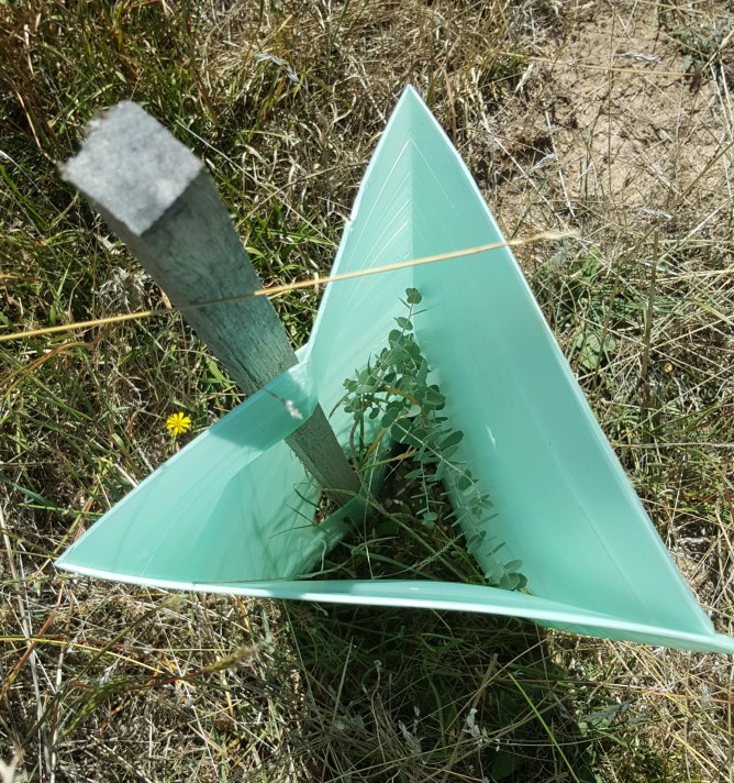 cockatoo plantation March 2016.jpg