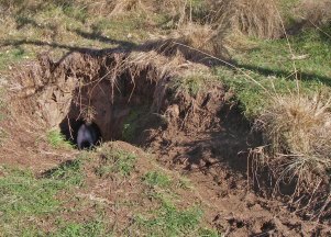 Copper wombat hole 3