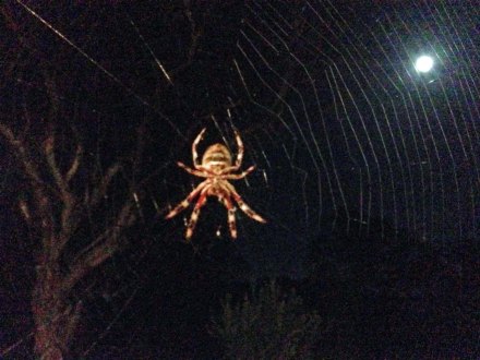 spider and the moon