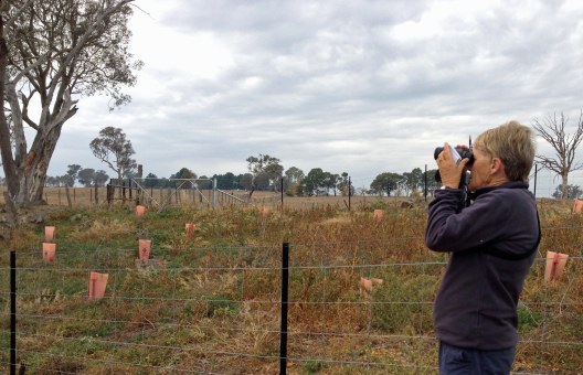 COG Survey Adnamira 4 4 Sue Lashko