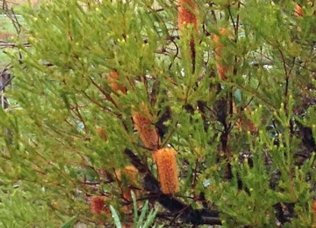 banksia candles in winter