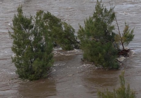 Flood 2016 casuarinas taking the brunt
