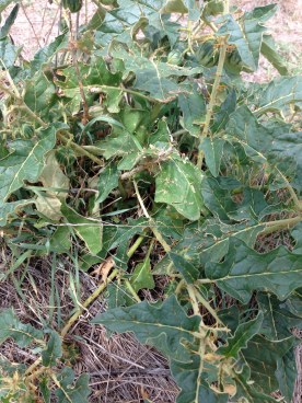 Narrawa burr from paddock no seeds