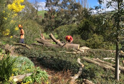 end-of-the-claret-ash-esdale