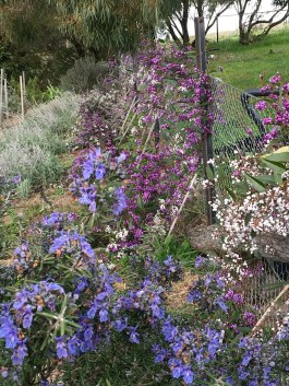 hardenbergia-and-rosemary-esdale