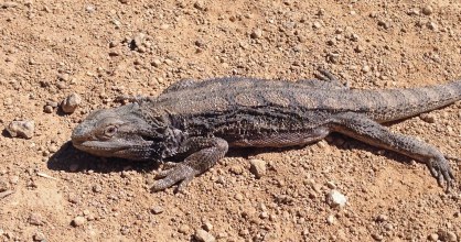 bearded-dragon-on-road