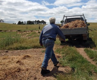 spreading hay on seeds