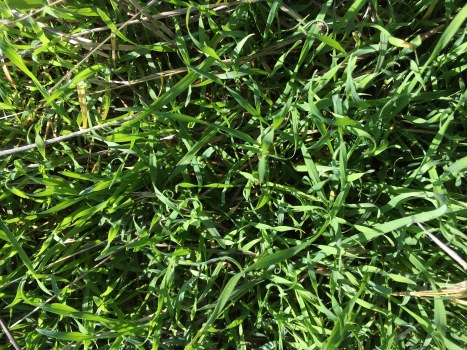 grass growth april 2017 topsoil first area