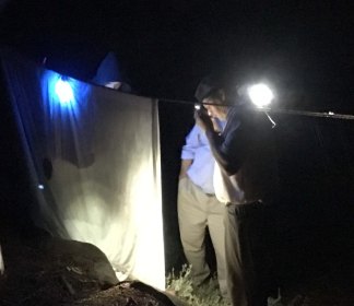 beetle scanning at night