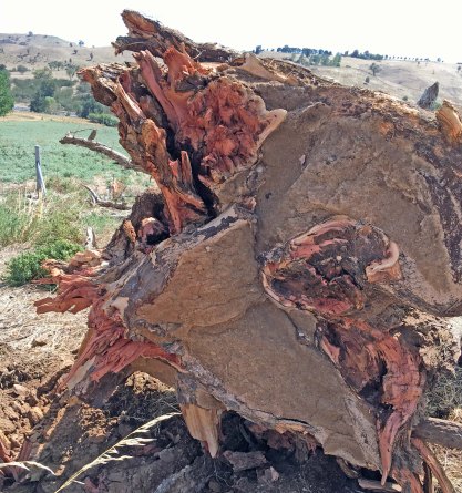 downed tree ripped at base.jpg