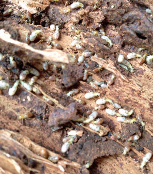 termites 2