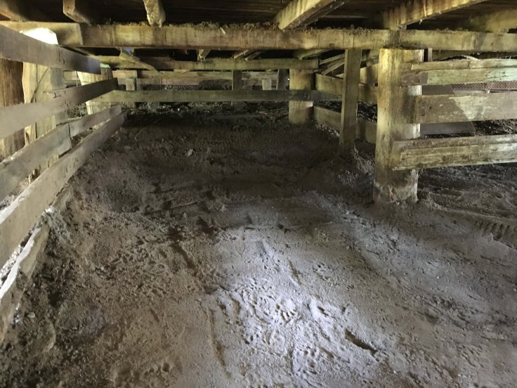 woolshed counting out pen