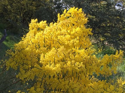 wattle flowers