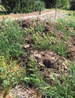 enthusiastic weeds on the sheep manure pile