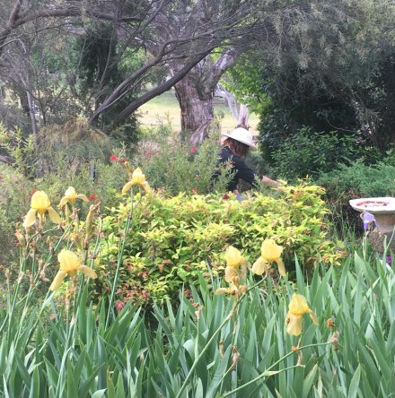 Robyn among the yellow irises