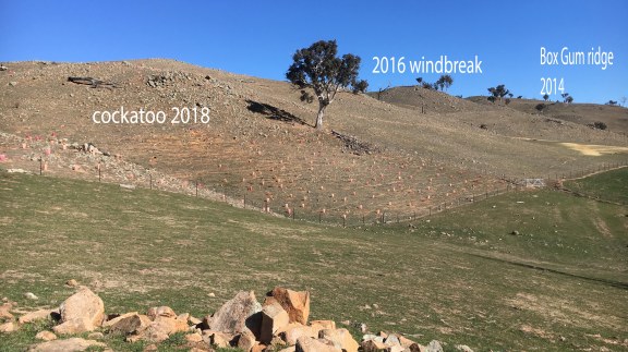 sequence of planting