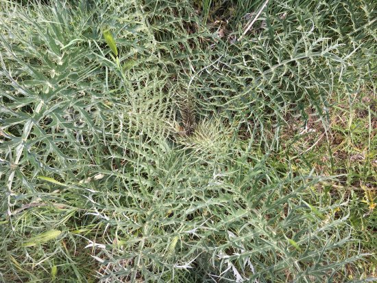 Sicily roadside thistle