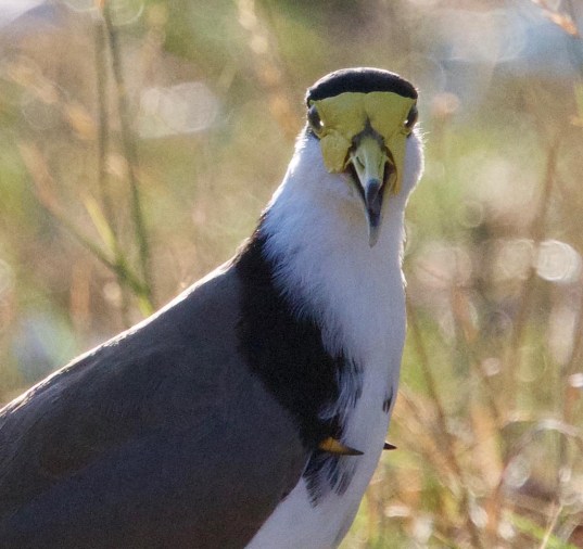 masked lapwing closeup