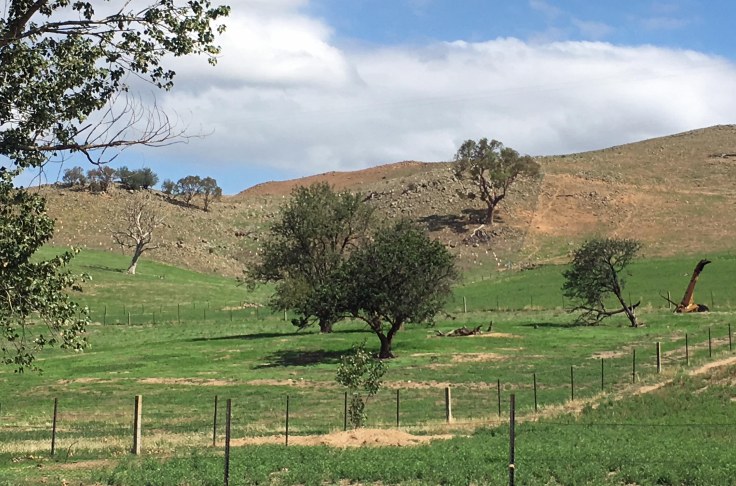 orchard and cockatoo 2 feb 2020